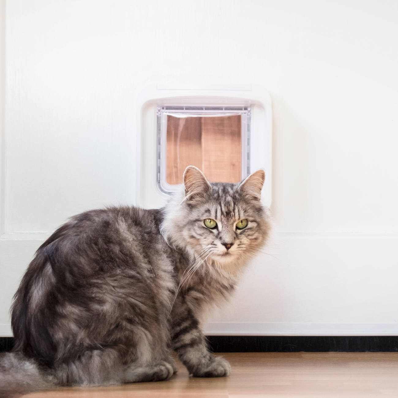SUREFEED Mikrochipgest. DualScan Katzenklappe - weiß